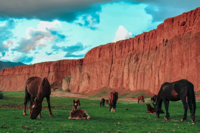 оттоп жүргөн жылкылар