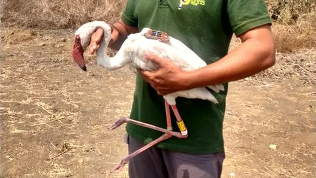 फ्लेमिंगो पक्षाला BNHS ने सॅटेलाइट टॅगिंग केलं