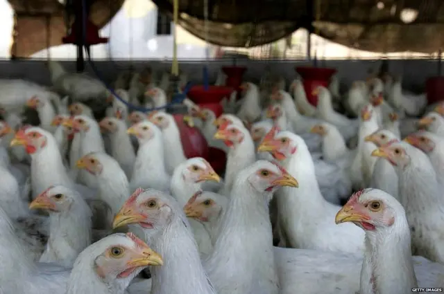 ਮੁਰਗੀ, ਚਿਕਨ, ਮੀਟ, ਕੋਰੋਨਾਵਾਇਰਸ