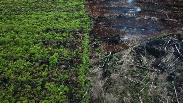 This aerial photo taken on March 3, 2018 shows a protected area of the Rawa Singkil wildlife reserve as part of the Leuser Ecosystem in Trumon, South Aceh, Indonesia