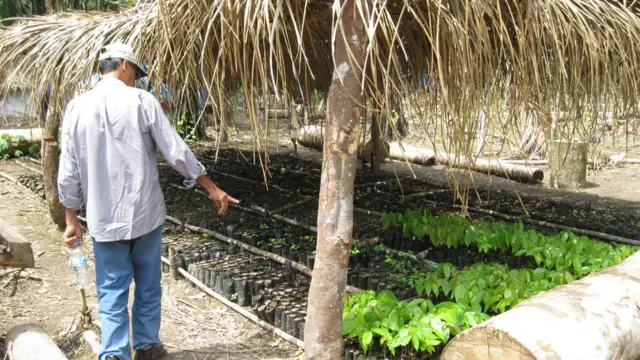 Víctor Zambrano muestra sus cultivos