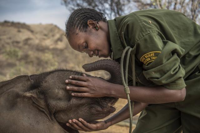 一家位于肯亚北部，由社区营运的大象保育中心。