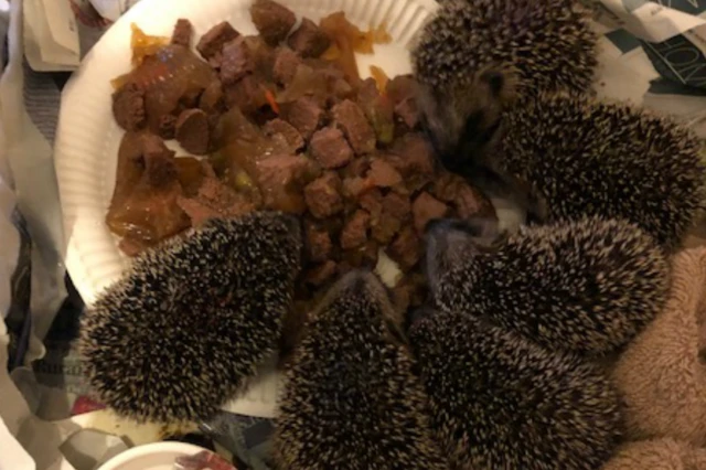 Їжачки