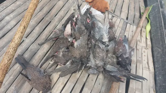 বাংলাদেশে বিষ প্রয়োগ করে পাখি মারার ঘটনা নতুন নয়।