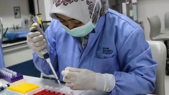 Petugas lab tengah memodifikasi nyamuk