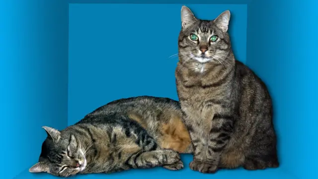 Ilustración de la paradoja del gato