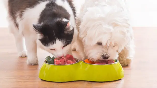 Perro y gato comiendo