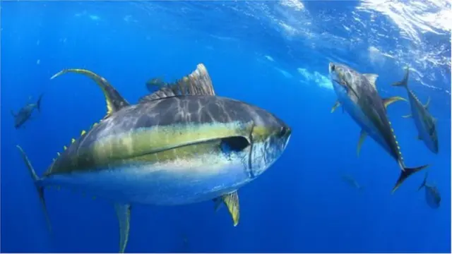 Manchuriyadagi jinsiy aloqa xizmatlari