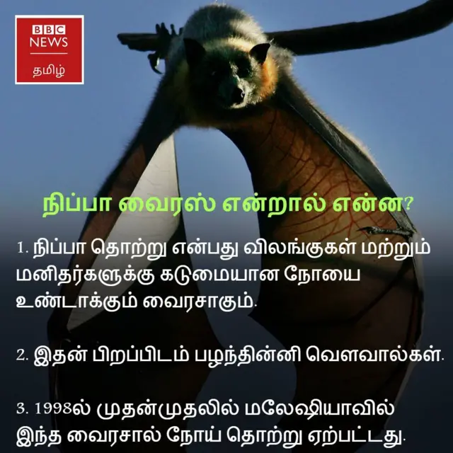 'நிப்பா' வைரஸ் என்றால் என்ன?