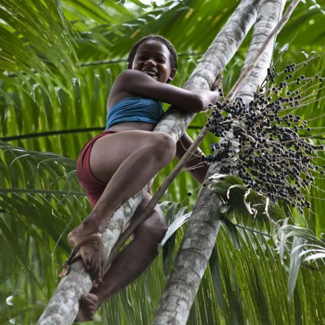 Una niña trepando a una palmera donde se ve un gran ramo de açaí