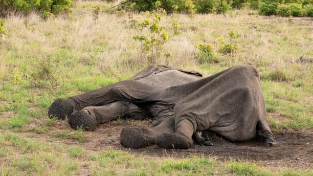 Elefante morto no Parque Nacional Hwange, no Zimbábue