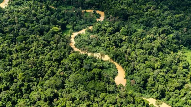 જંગલની સાંકેતિક તસવીર