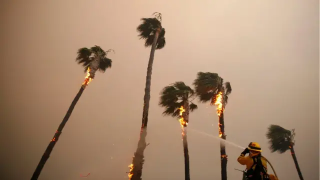 пожарный тушит загоревшиеся пальмы в Малибу