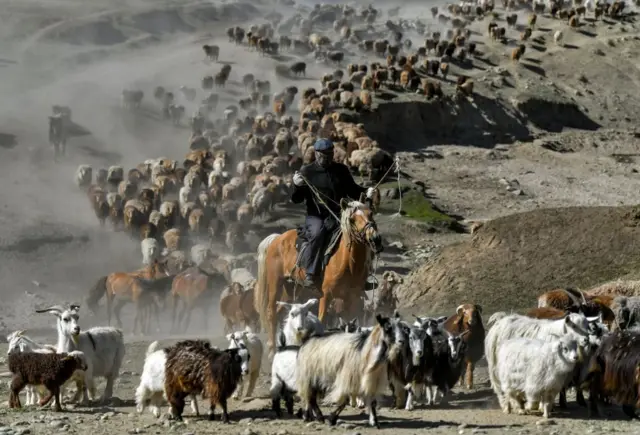 রুশ বিপ্লবের পর পশুপালকদের যাযাবরের জীবন ছেড়ে সমবায় খামারে স্থায়ী হতে বলা হয়েছিল।