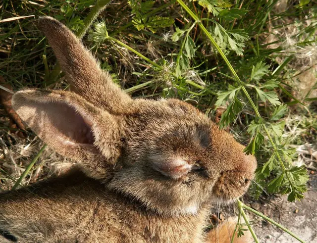 కుందేలు