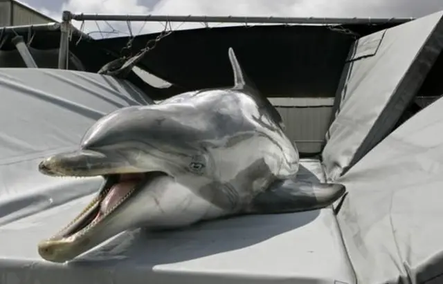 美國海軍訓練的海豚