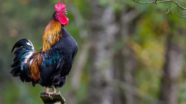 鸡是一种高度善于沟通交流的动物。 (图片来源: Klein & Hubert/naturepl.com)