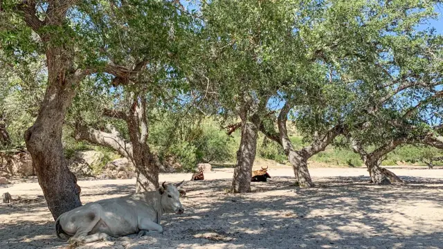 Vacas sentadas a la sombra de encinos arroyeros