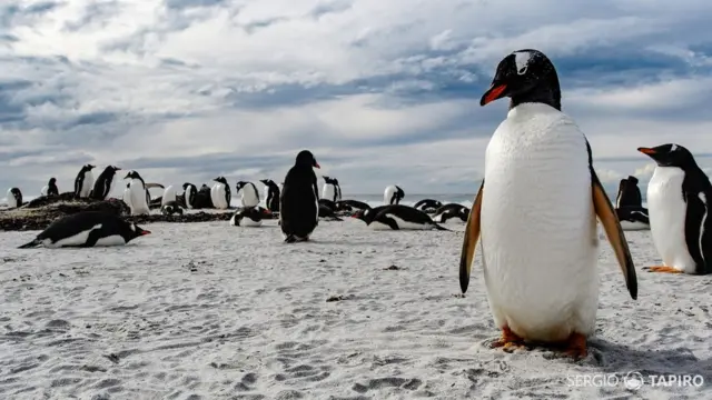 Pingüinos en las islas Falklands/Malvinas