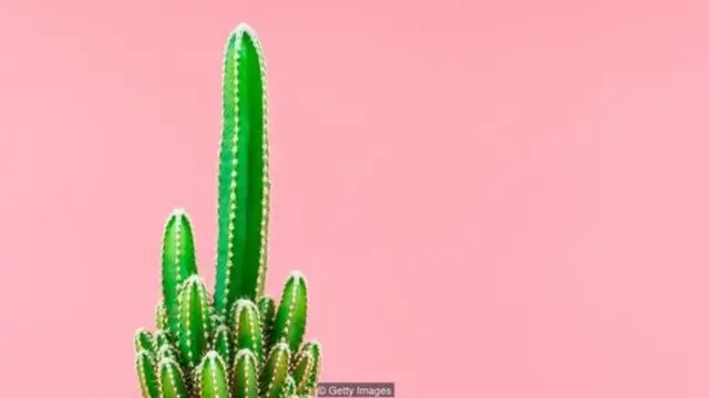 कैक्टस