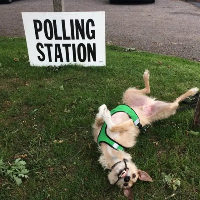 Ped the Lurcher playing in the grass