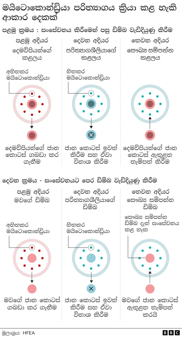 Graphic showing the two ways mitochondrial donation can work: with the nuclear material taken from the parents' unhealthy embryo after fertilisation and replacing the nucleus in the healthy donor embryo; or the nuclear material being taken from the mother's unhealthy unfertilised egg and replacing the nucleus in the donor egg ready to be fertilised