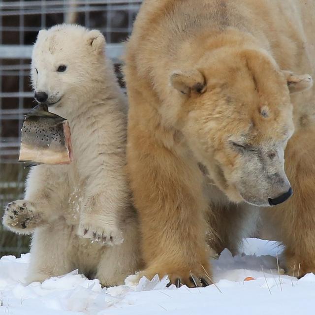 Snow bear New cub enjoys wintry blast BBC News