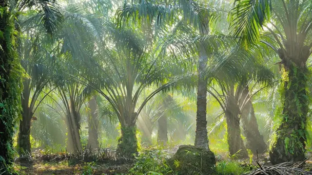 பாம் ஆயில்: மலையக தமிழர்களை அழிக்கும் முயற்சியா?