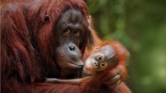 Chimpanzee and her baby