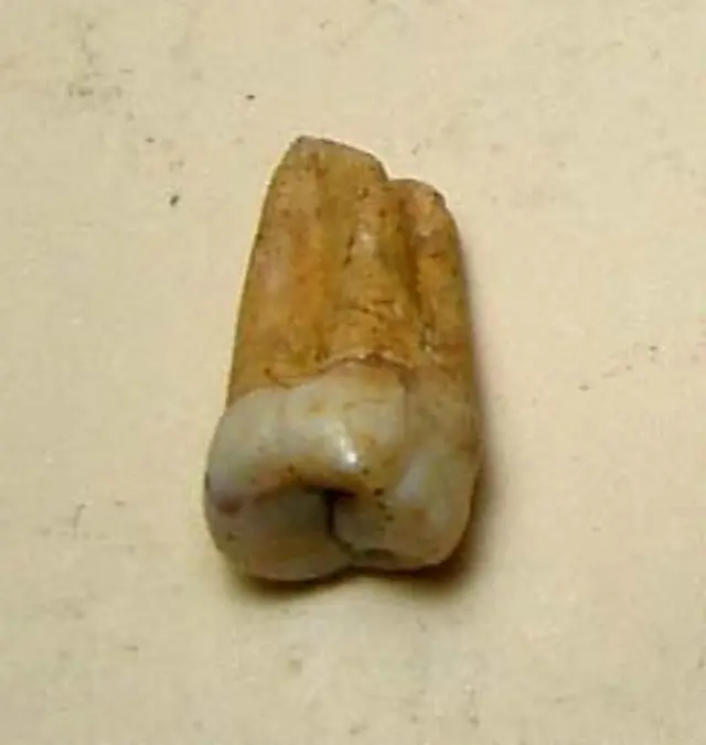 Objetos encontrados en excavaciones del Canal de Panamá