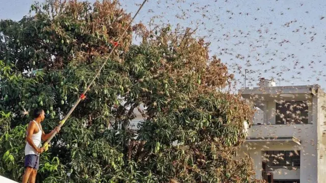 சாரை சாரையாக வந்த வெட்டுக்கிளி
