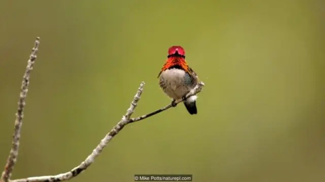 Kudan tsiryar Amurka (A bee hummingbird) (Mellisuga helenae), tsaikon wucin gadin tsakanin lokutan cin abinci