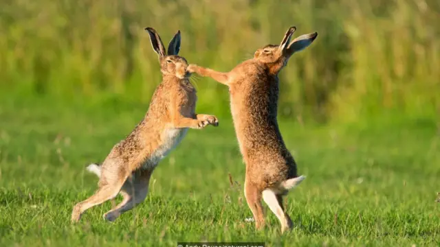 Avropa dovşanları (Lepus europaeus) bokslaşır.