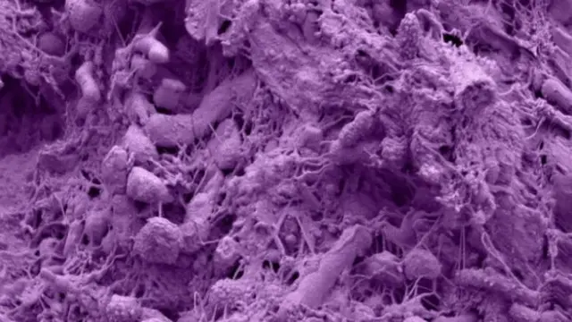 குடல் நுண்ணுயிரி