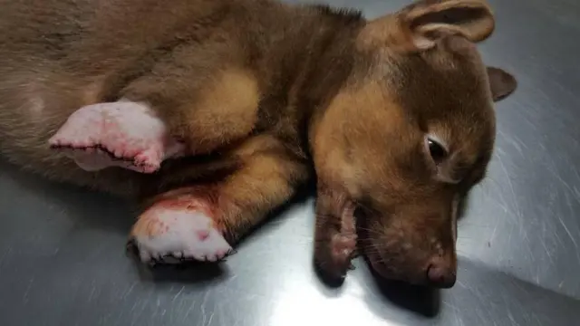 Garda Satwa Indonesia