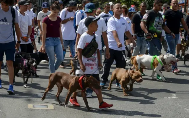 Manifestación en Medellín en defensa de perros