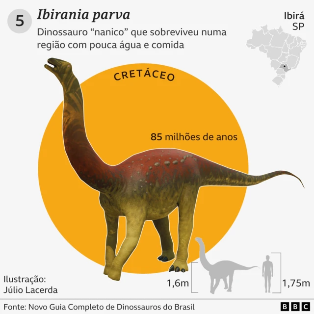 Gráfico com detalhes e curiosidades sobre o Ibirania parva