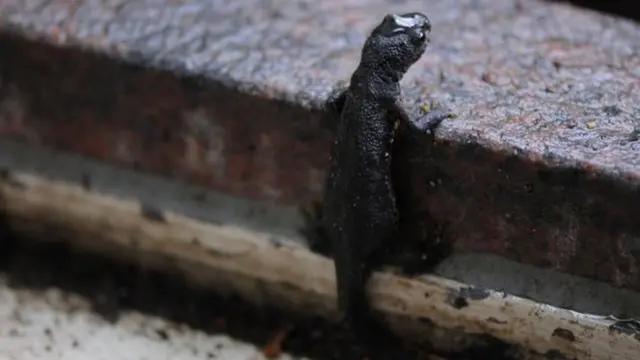 سحلية السمندل