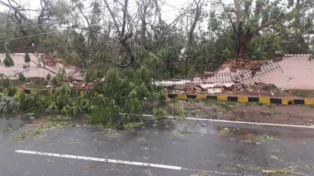 गिरे हुए पेड़