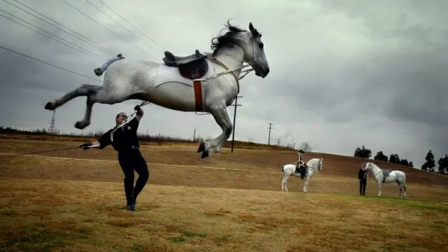 Липицианские лошади