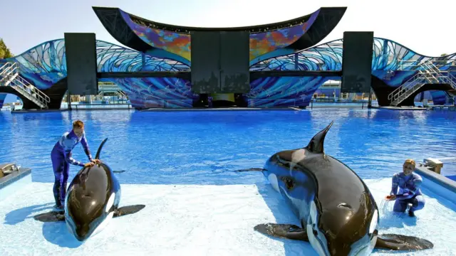 วาฬเพชฌฆาตในสวนน้ำ