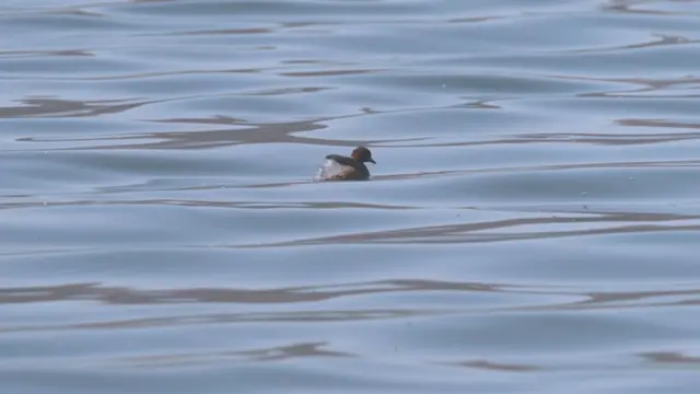 इथं एक सरोवर तयार झालं आणि त्याभोवती एक वैशिष्ट्यपूर्ण सजीव सृष्टी उत्क्रांत होत राहिली.