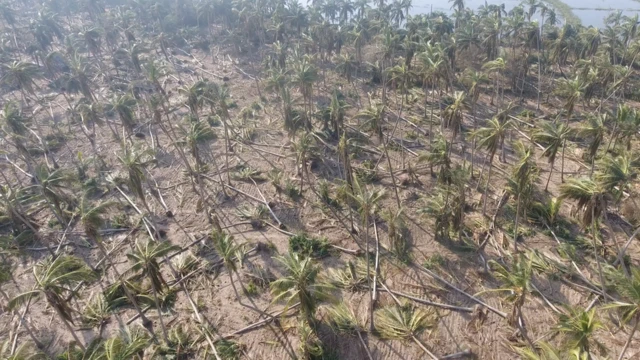 తుపాను ధాటికి కూలిన కొబ్బరి చెట్లు