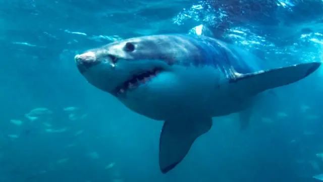 ในทะเลลึก ฉลาม มักเป็นภัยอันตรายมากที่สุด