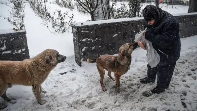 Bir kişi İstanbulda itlərə yemək paylayır.