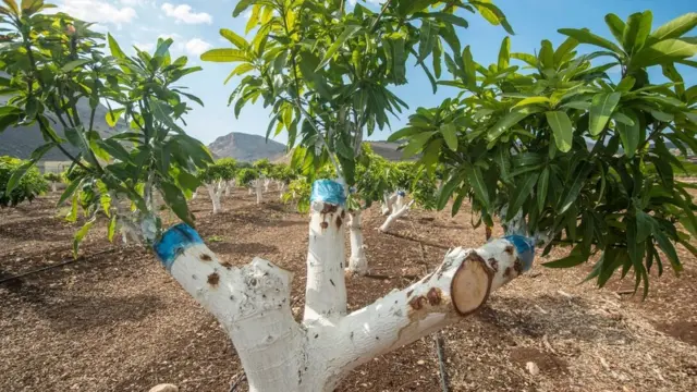 అంటుకట్టటం ద్వారా మనకు కావలసిన మొక్కకు సంబంధించి కచ్చితమైన జన్యు ప్రతిరూపం లభిస్తుంది