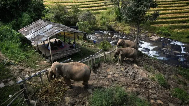 บรรยากาศที่ช้างชิล นักท่องเที่ยวไม่เข้าใกล้ช้าง สังเกตการณ์อยู่ห่าง ๆ