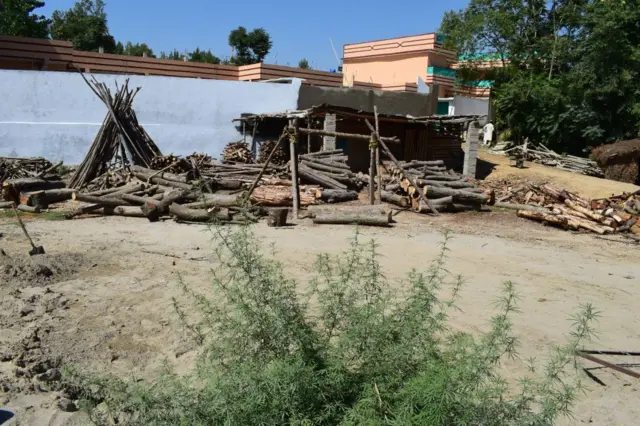 جنگلات کی لکڑیاں