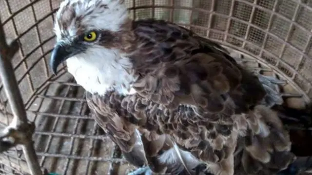 Yari iri kwitabwaho, ihabwa ifunguro rikwiye banakurikirana ubuzima bwayo, mbere yo kuyirekura igakomeza