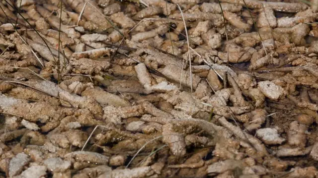 Перифитони